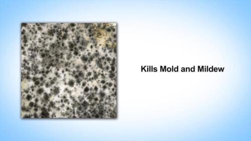 Ozone Kills Mold